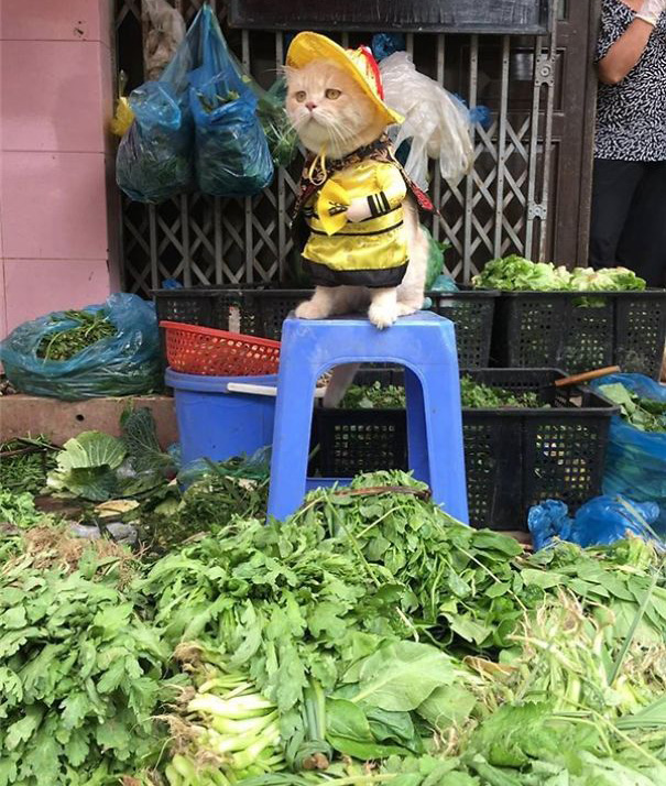 Chú mèo bán cá, thịt gây sốt ở chợ Hải Phòng